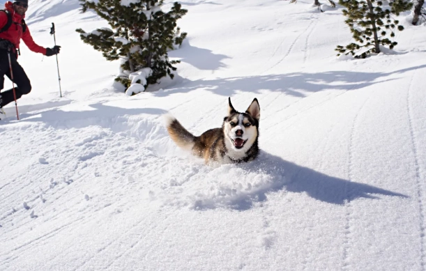 how to avoid avalanches